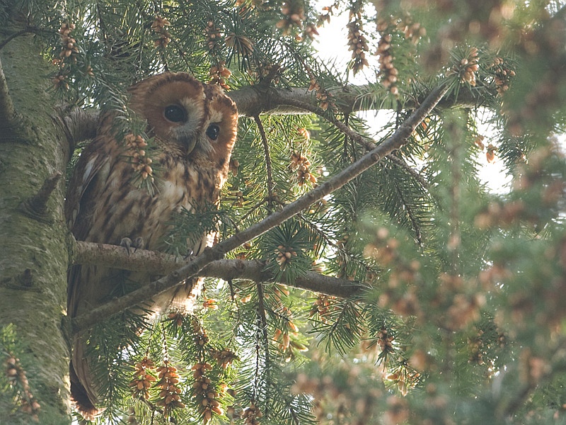 Strix aluco Bosuil Tawny Owl